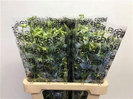 <h4>DELPH EN BALLKLEID</h4>