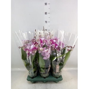 Phalaenopsis   ...red