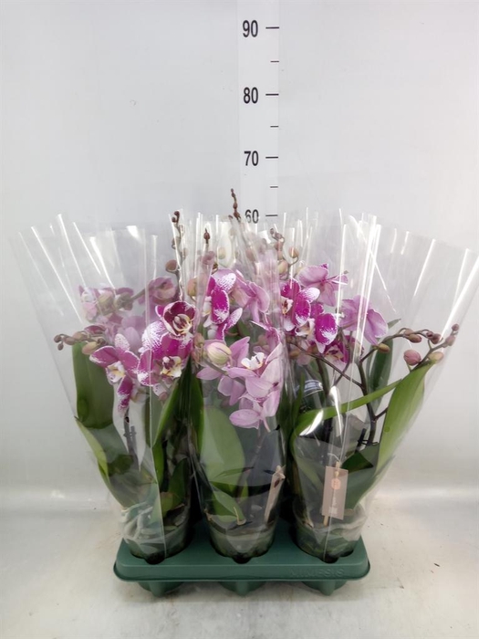 <h4>Phalaenopsis   ...red</h4>