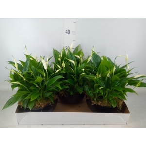 Spathiphyllum  'Pearl Cupido'