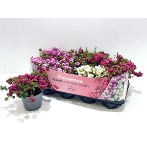 GAULTH MUCRONATA MIX P14