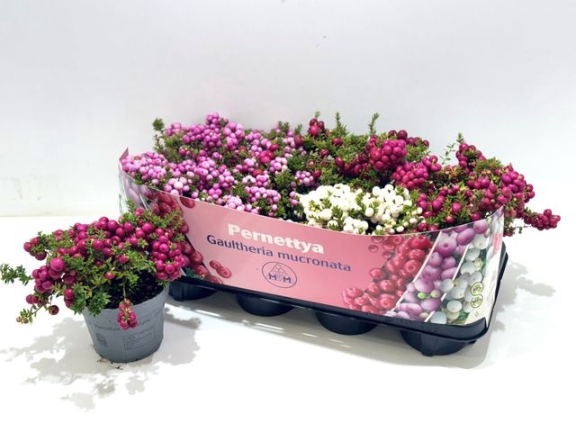 <h4>GAULTH MUCRONATA MIX P14</h4>