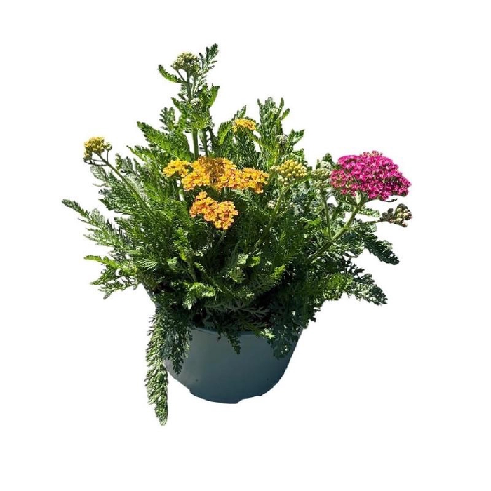 <h4>Achillea Millefolium Desert Eve Red</h4>