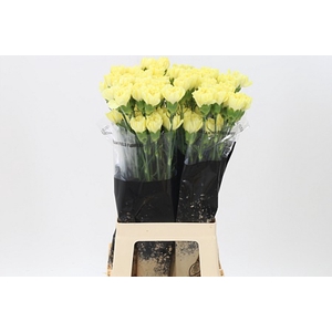 Di St Emma Yellow