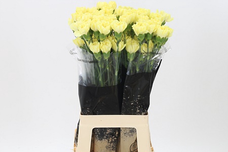 <h4>Di St Emma Yellow</h4>