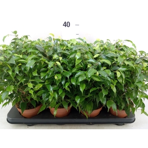 Ficus benja. 'Green Kinky'