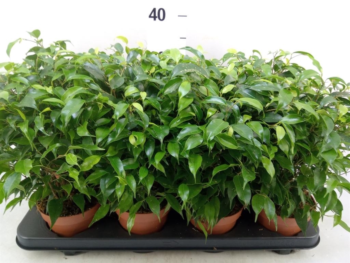 <h4>Ficus benja. 'Green Kinky'</h4>