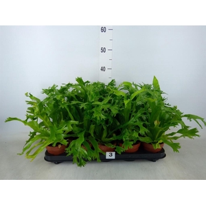 Asplenium nidus 'Crissie'