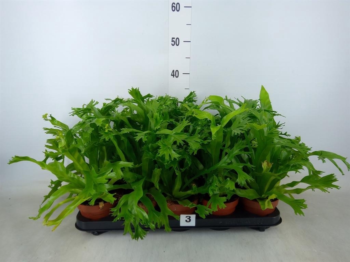<h4>Asplenium nidus 'Crissie'</h4>