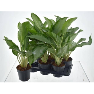 Aglaonema Cleopatra 17Ø 70cm 2pp
