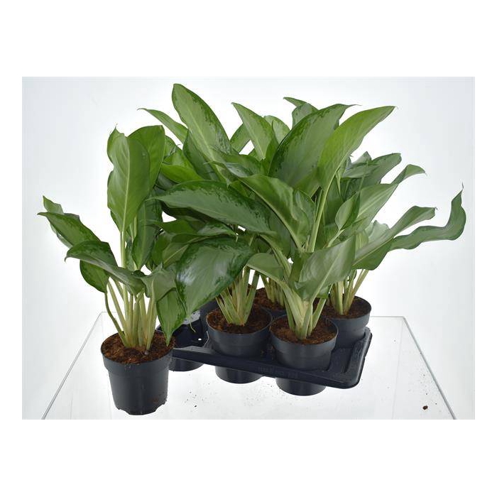 <h4>Aglaonema Cleopatra 17Ø 70cm 2pp</h4>