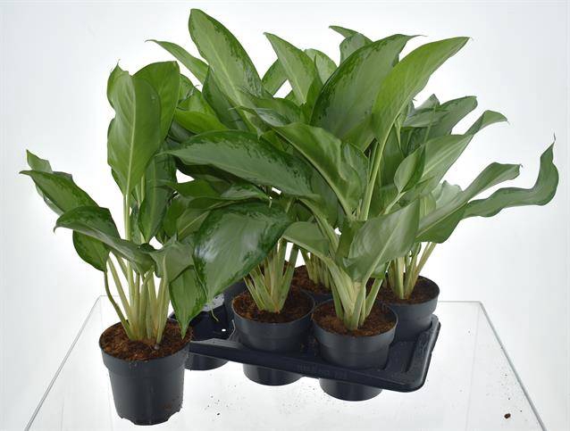 Aglaonema Cleopatra 17Ø 70cm 2pp