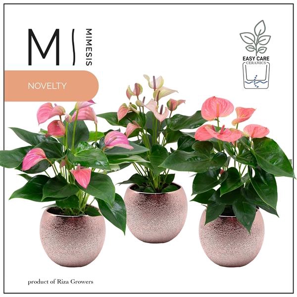 <h4>Mimesis Anthurium KARMA Pink mix - 12cm Bubbly Rose Gold</h4>