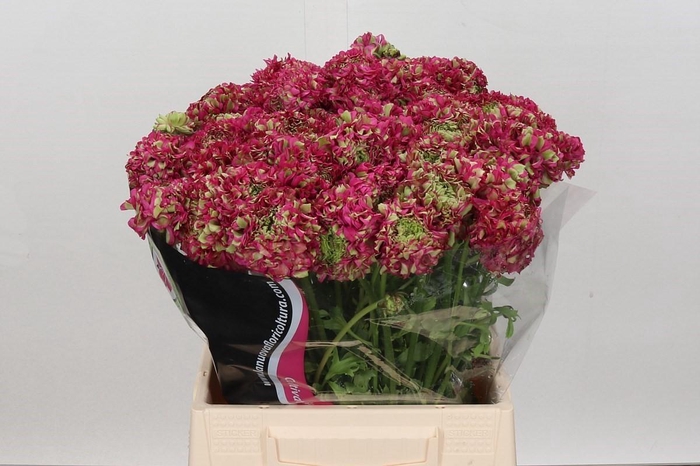 <h4>Ran Pon Pon Fanny</h4>