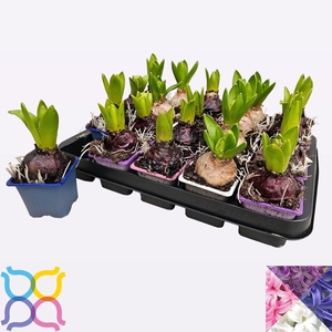 HYACIN PEAR GEM 4 KL