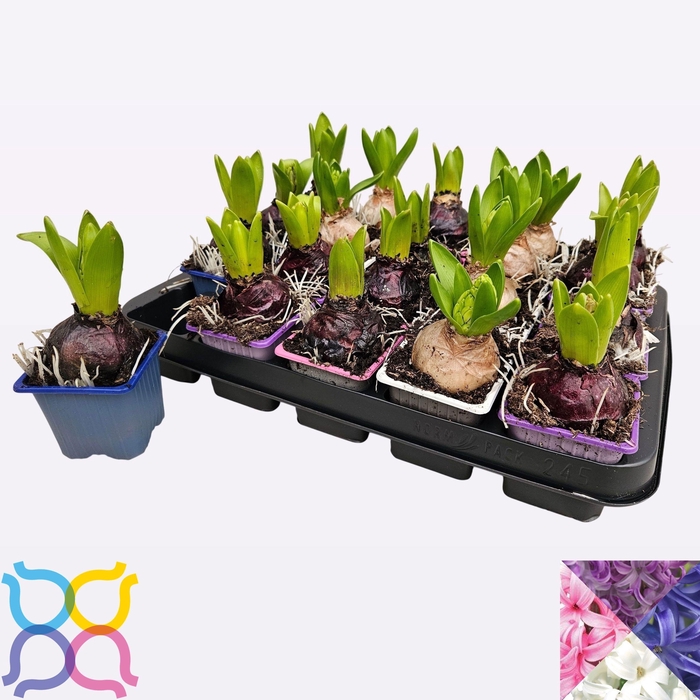 <h4>HYACIN PEAR GEM 4 KL</h4>