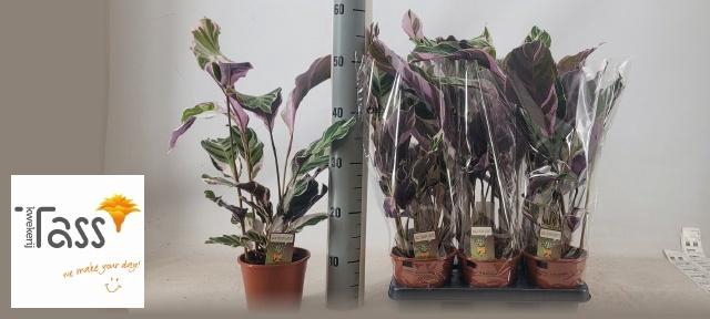 <h4>CALAT FUSION WHITE</h4>