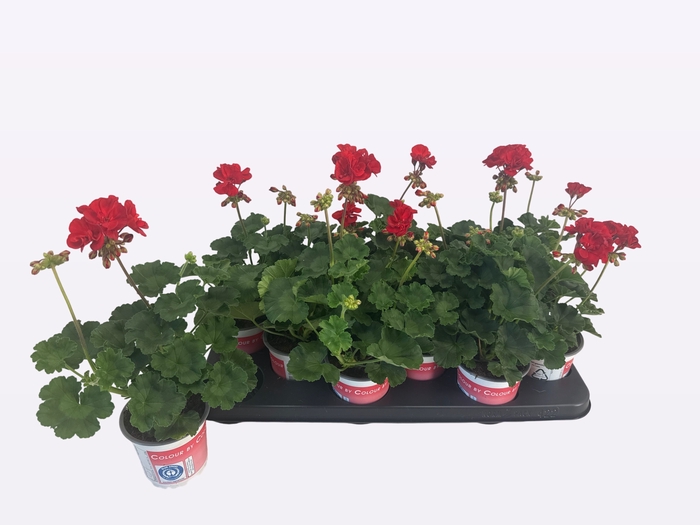 <h4>PEL ZON DV MYLEN RED</h4>