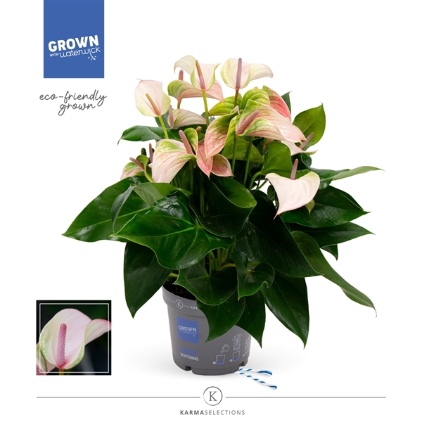 <h4>Anthurium - KARMA Pulse | 17cm</h4>