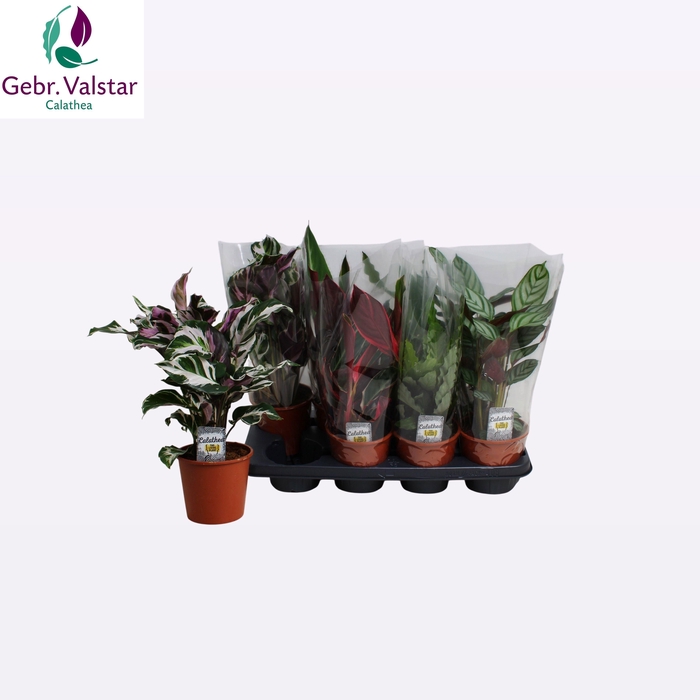 <h4>CALAT GEM 3 SRT</h4>