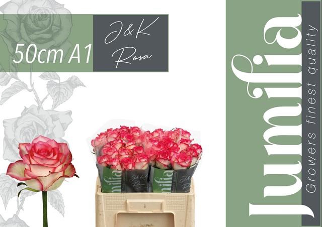 <h4>Rosa large jumilia</h4>