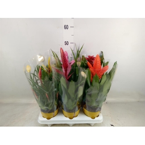 Bromelia   ...mix 10