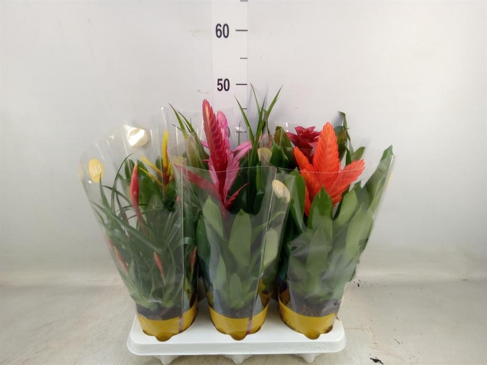<h4>Bromelia   ...mix 10</h4>