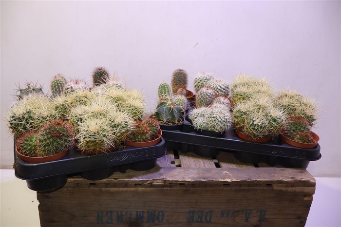 <h4>arr8 Mamm Gem</h4>