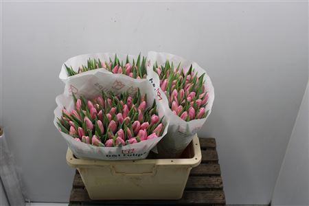 <h4>Tu En Aafke</h4>