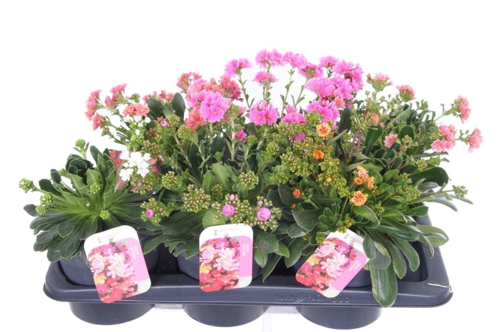 <h4>Lewisia cotyledon</h4>