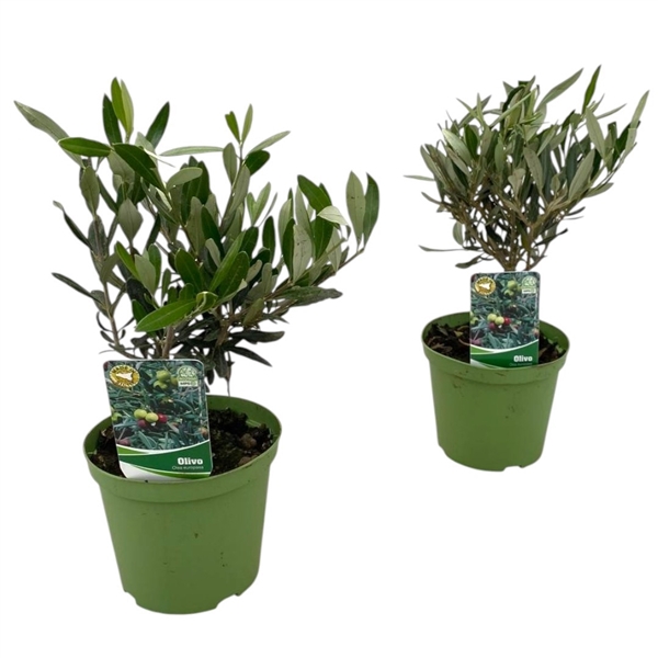 <h4>Olea europaea "mini stam"</h4>