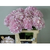 Hydrangea verena