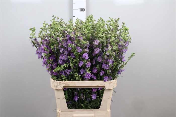 <h4>Cons R Q Violet/lilac</h4>