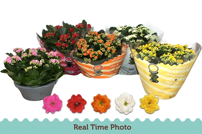 <h4>KAL GE GEM 5 KL</h4>