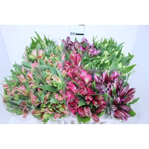 ALSTROEMERIA VARIADO 080 CM