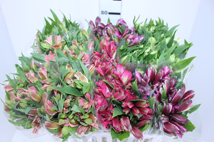 ALSTROEMERIA VARIADO 080 CM