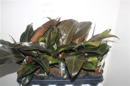 <h4>Phil Imperial Red</h4>