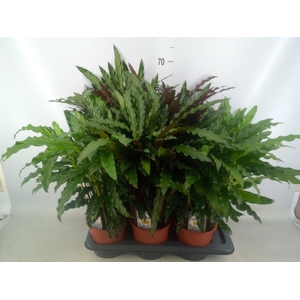 Calathea   ...mix