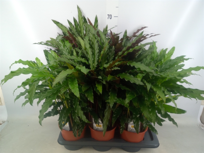 <h4>Calathea   ...mix</h4>