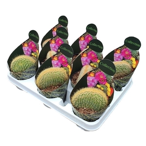 VATRICANIA GUENTHERI CRESTATA - POT Ø 10,5 - COLLECTION WITH POTCOVER (CACTUS)