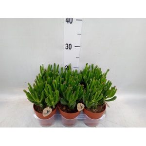 Crassula ovata 'Hobbit'