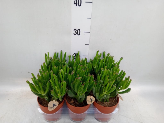 <h4>Crassula ovata 'Hobbit'</h4>