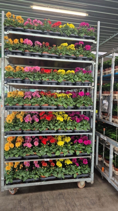 <h4>DAHLIA MIXK 5 KL</h4>