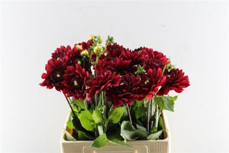 <h4>Dahl Red Runner</h4>