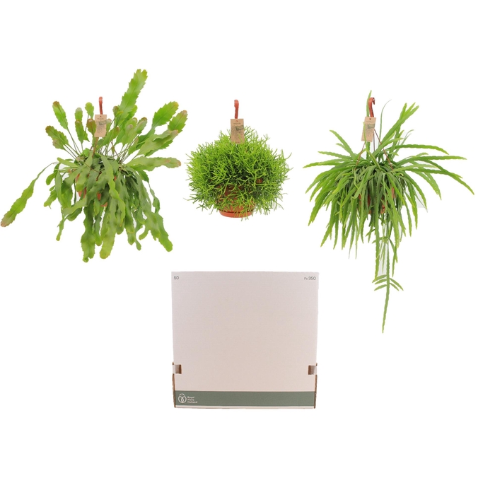 <h4>RHIPSALIS GEM</h4>