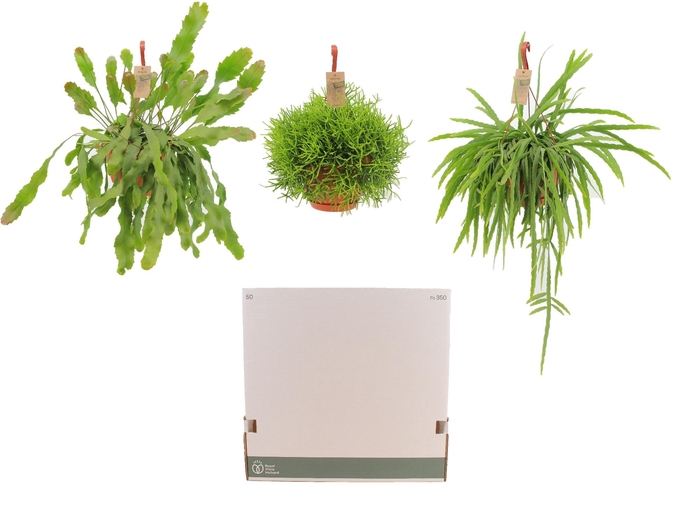 <h4>RHIPSALIS GEM</h4>
