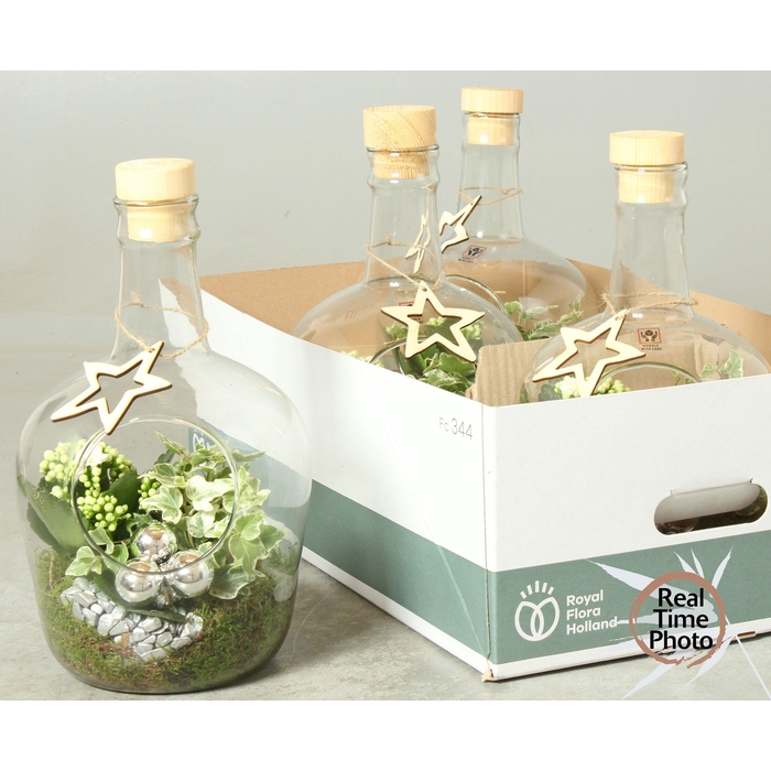 <h4>Kalanchoe Plant Arr 18Ø 32cm</h4>