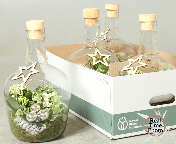 Kalanchoe Plant Arr 18Ø 32cm