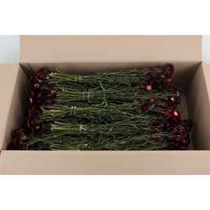 DF Helichrysum Dark Pink Bs