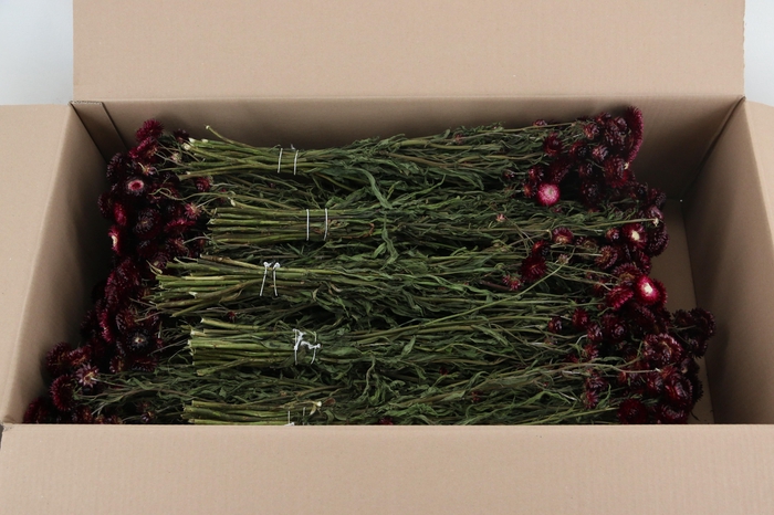 <h4>DF Helichrysum Dark Pink Bs</h4>